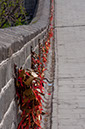 20100504_Great_Wall_1727